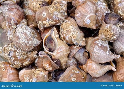 Fresh Shellfish Conch or Edible Sea Snails Stock Image - Image of ...