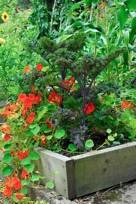 Nasturtium Companion Planting Garden Ideas