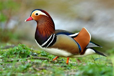 Bing Ente 的图像结果