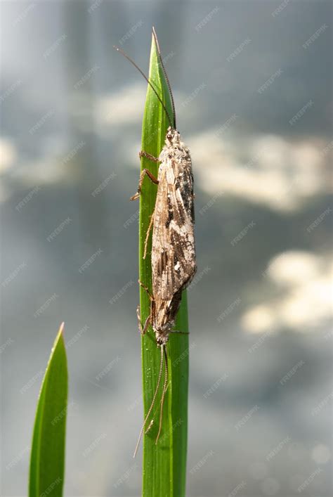Premium Photo | Adult caddisfly insect of the order trichoptera