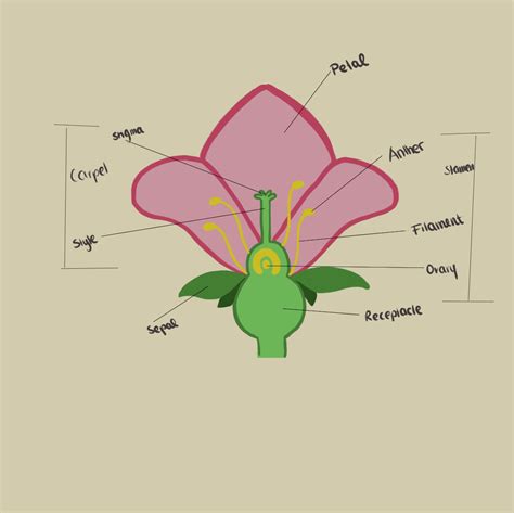 Diagrama De Partes De Una Flor