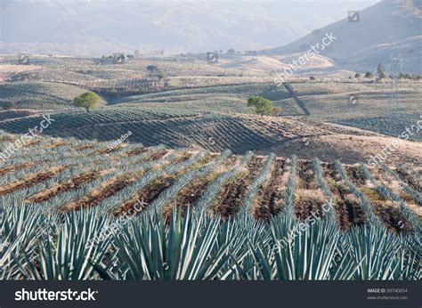 Agave Field Tequila Jalisco Mexico Stock Photo 99740054 | Shutterstock