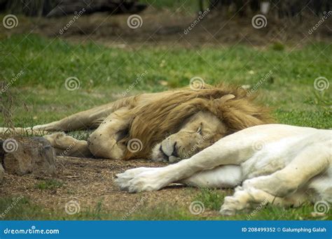 African Lion Scientific Name Panthera Leo Stock Photo - Image of male ...