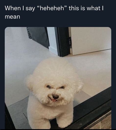 Pin by Brenda C on That Makes Me Laugh | Animal memes, Cute funny ...