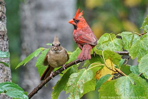 Northern Cardinal Feeding Fledgling | 365 Days of Birds