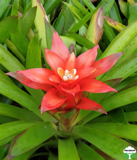 Guzmania Lingulata Scarlet Star Plant Prices Bromeliad Guzmania