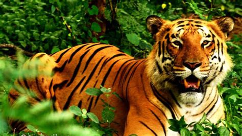 Two killed in tiger attack in Kerala-Karnataka border; protest erupts ...