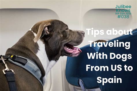 Travelling with Dogs Around The World - Julibee's