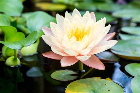 How to Grow and Care for Water Lilies and Lotus