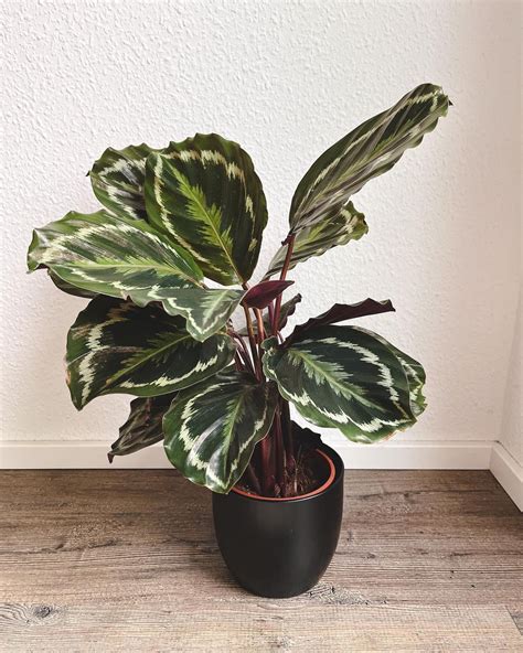 Calathea Medallion Care + Growing Tips | Plantcarefully