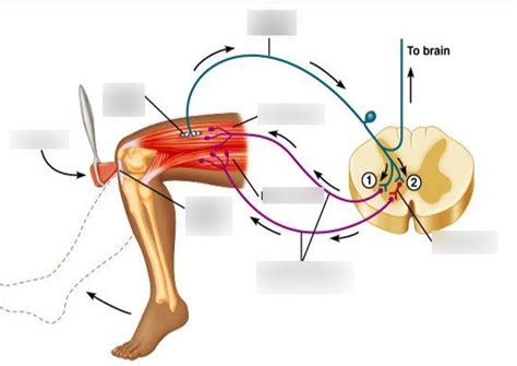 Muscle Spindle Stretch Reflex 的图像结果