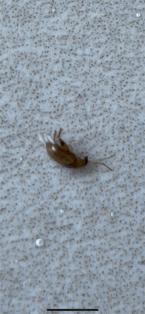 Is this a German roach nymph?! :"( : r/whatsthisbug