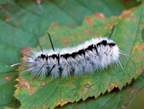 White Fuzzy Caterpillars