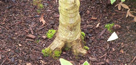 Finding Tree Root Flare 的图像结果