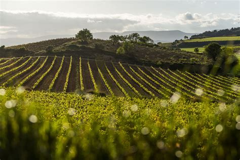 Top Spanish Vineyards in 2024 | LUX NOMADE