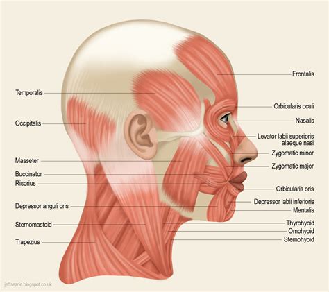 Jeff Searle | Human body anatomy, Head muscles, Neck muscle anatomy
