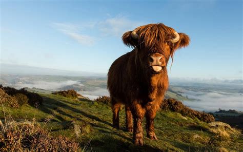 [100+] Highland Cow Wallpapers | Wallpapers.com