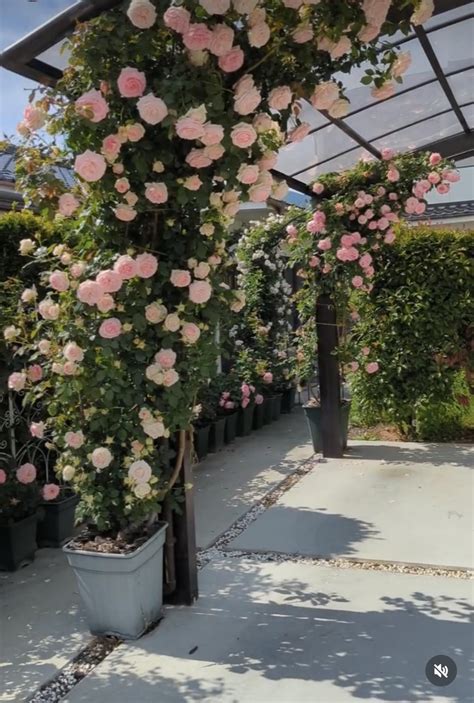 Growing roses in smaller containers : r/Roses