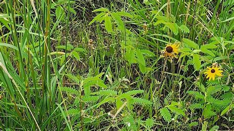 Landowner shares gorgeous images of flourishing prairie: 'That's beautiful'