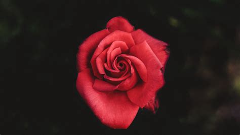 Download wallpaper 1920x1080 rose, red, bud, petals full hd, hdtv, fhd ...