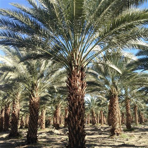 Plant FAQs: Medjool Date Palm