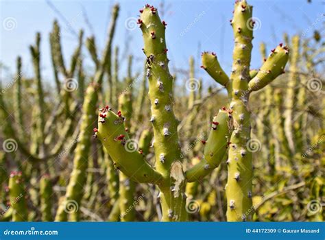 Indian Desert Plants