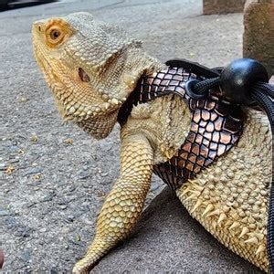 Image result for Execute a Python Script Using Harness