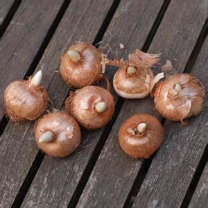 Image result for Bulb Planting Guide