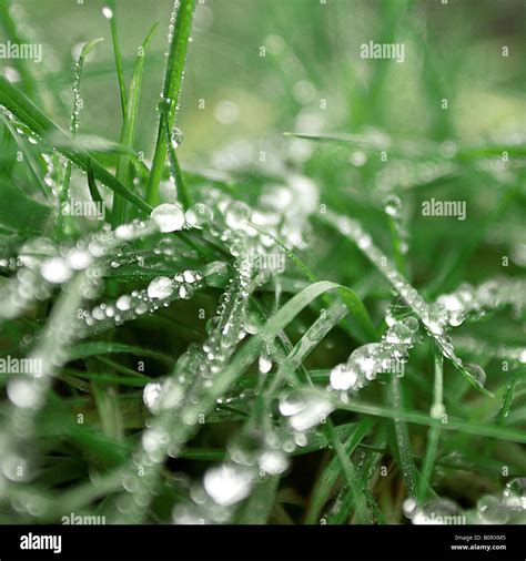 Morning dew on grass Stock Photo - Alamy