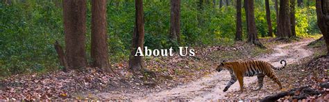 Book Luxury Resorts in Corbett | Avail Best Deals on Jim Corbett Packages