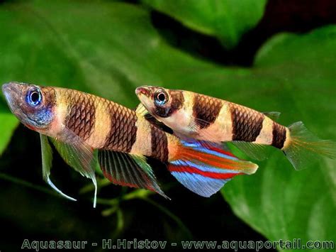 Clown Killifish photo