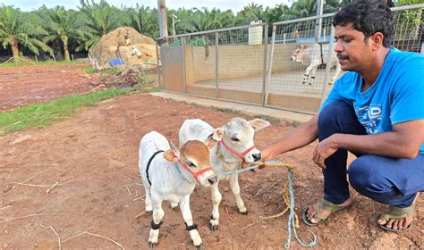 "Discover rare miniature cattle breeds like Micro Mini Cows, Punganur ...