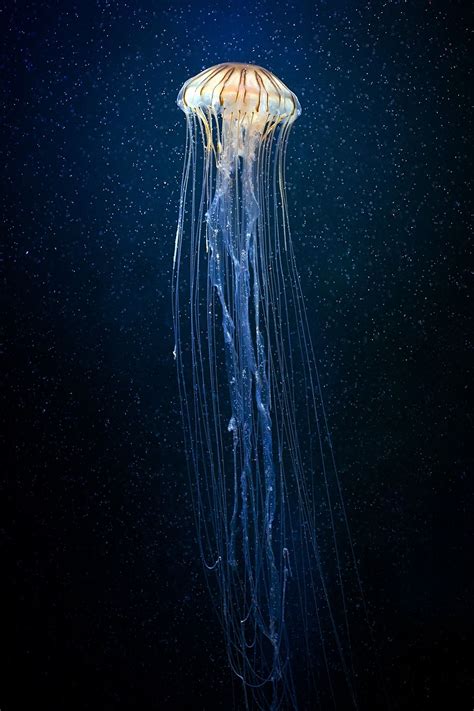 Tentacritters • Deep sea jellyfish, species unknown | Pretty fish ...