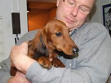 dackel suchen ein tieranzeigen langhaardackel kleinanzeigen dackel suchen ein tieranzeigen langhaardackel kleinanzeigen