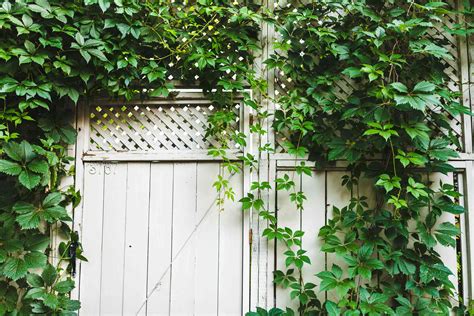 Virginia Creeper Plant: Care and Growing Guide