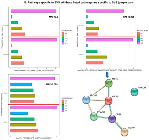 Dissecting Polygenic Etiology of Ischemic Stroke in the Era of ...