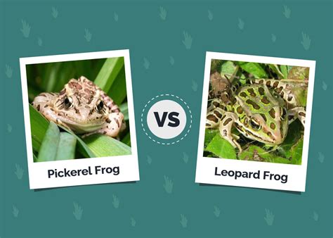 Image result for Python vs Frog