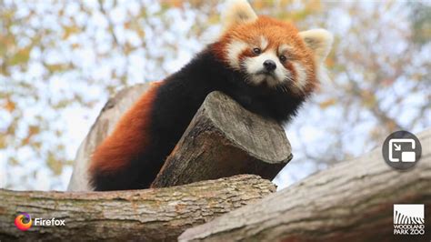 Image result for Firefox Tutorial Beginners