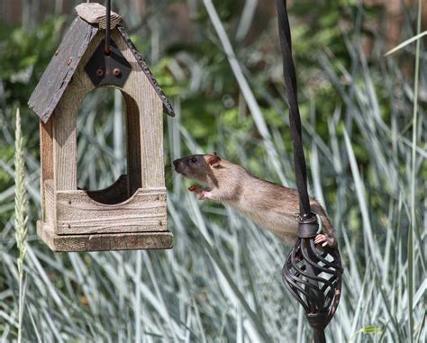 Image result for Solving Neighbor Problem