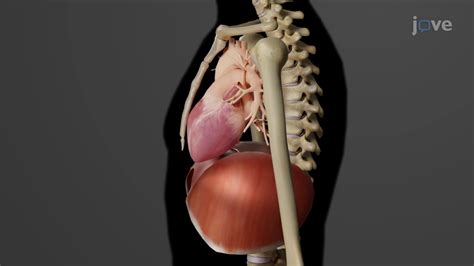Video: Location and Orientation of the Heart - weight of heart in human body