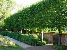 Privacy Plants by Privacy With Plants The Garden Glove Privacy Plants