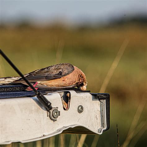 Texas Dove Season: 2024-2025 Hunting Dates & Information