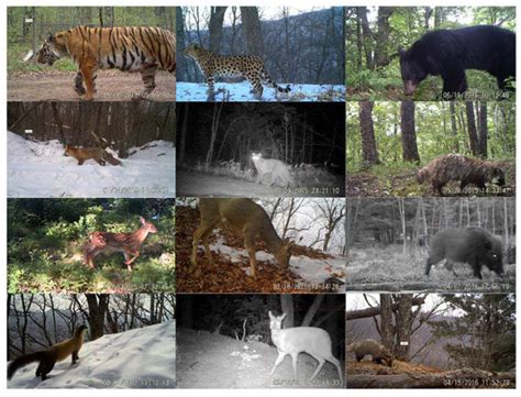 Animal Detection and Classification from Camera Trap Images Using ...
