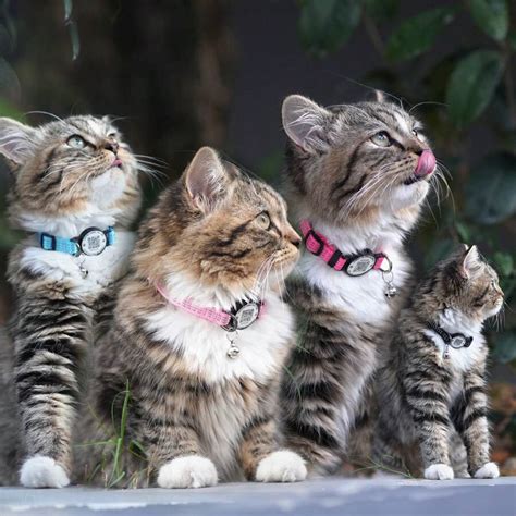 1 Peça Coleira para Gato com Etiqueta de Identificação de Animal de ...