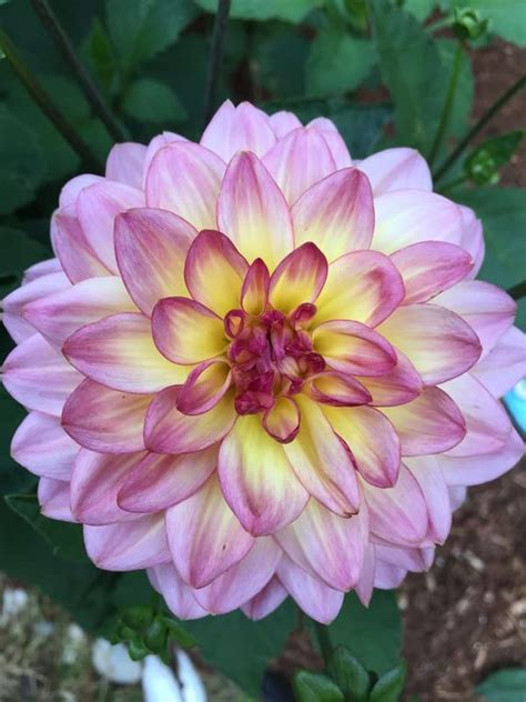 Siddhi Vinayak Gallery® Draft dahlia bulbs,dahlia flower,bonsai flower ...