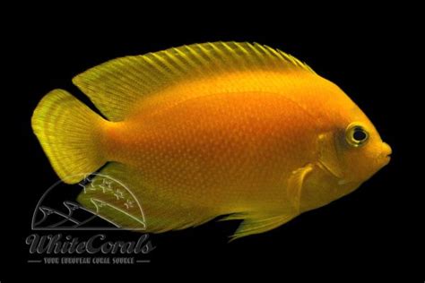 More than 100 angle fish our butterfly fish [buy & get infos] at ...