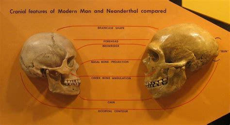 Disfigured Bones Reveal Neanderthals Getting it on with Family Members ...
