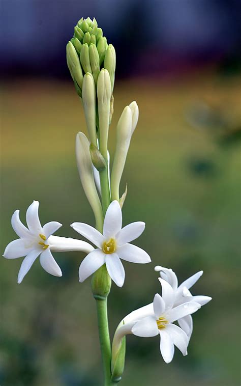 Night Blooming Perennials 14 Beautiful Night Blooming Plants For Your