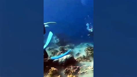 Grand Cayman Island Earthquake: Shocking Video Captures Tremor Beneath ...