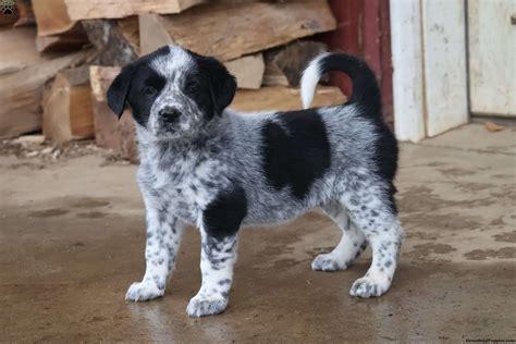 Lab Blue Heeler Mix Everything You Need To Know About The Blue Heeler